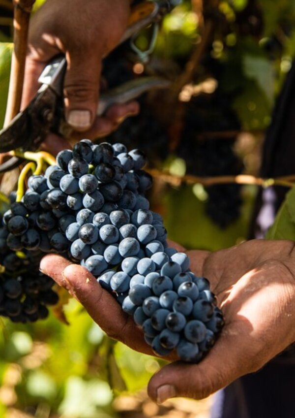24348_rota_vinho