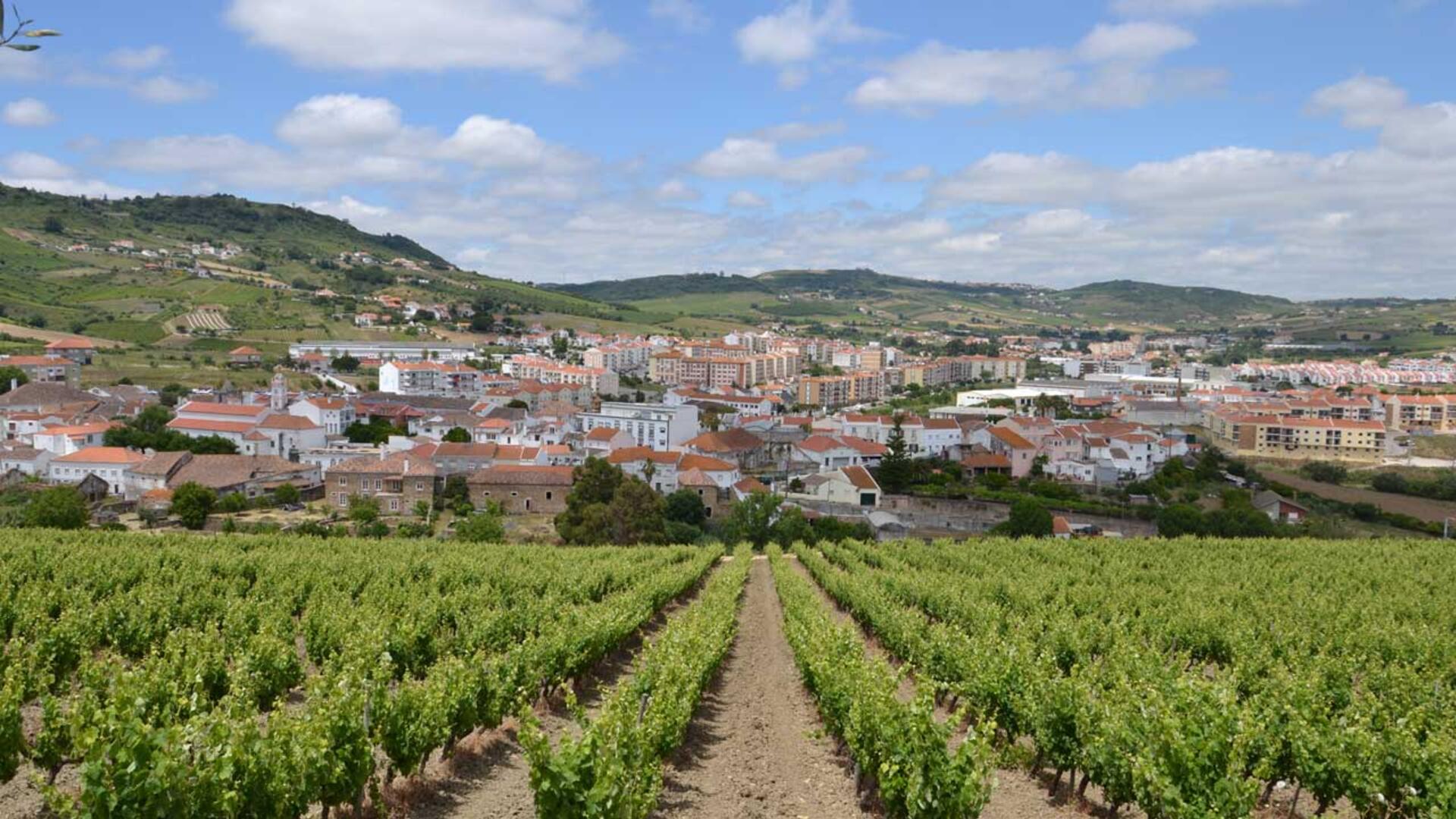 arruda_dos_vinhos
