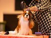 expo_canina_
