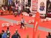expo_canina__4