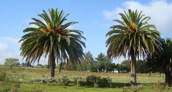 palmeira