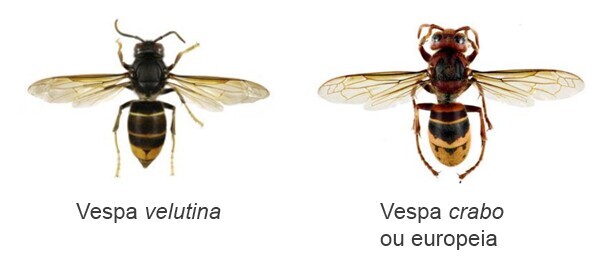 vespas