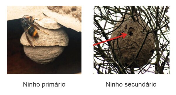 ninhos