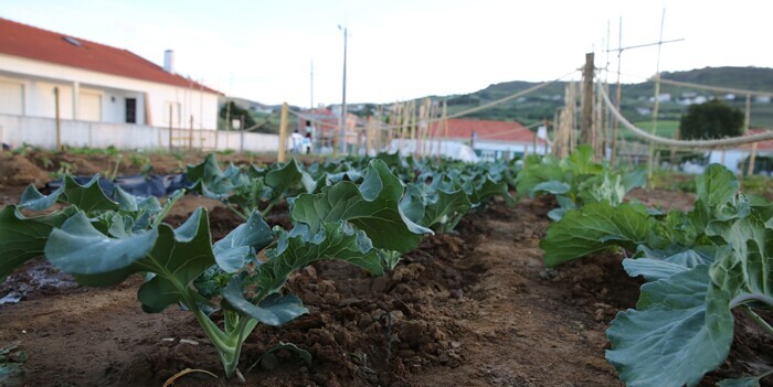 hortacom
