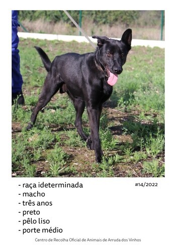 canideos_20236