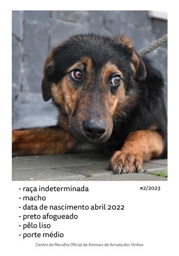 canideos_20239