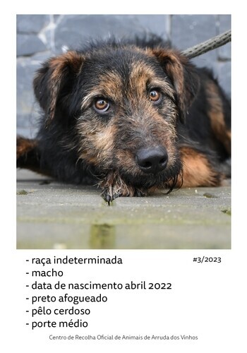 canideos_202310