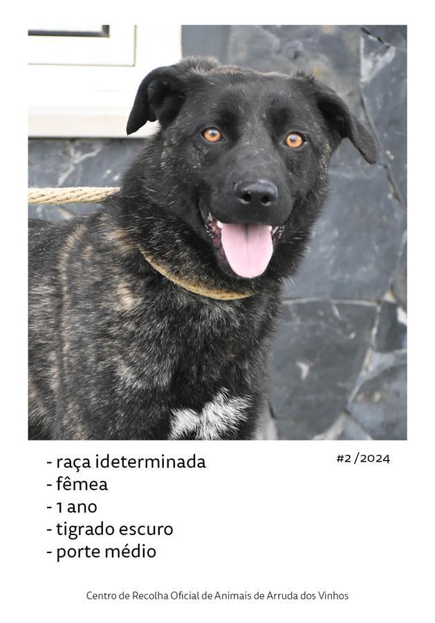 canideos_20242