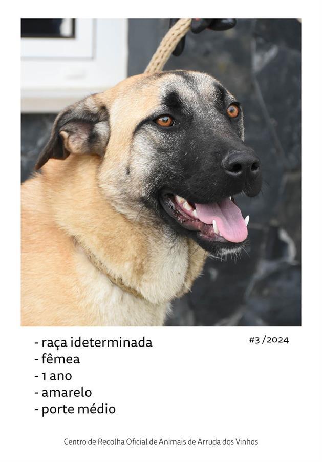 canideos_20243