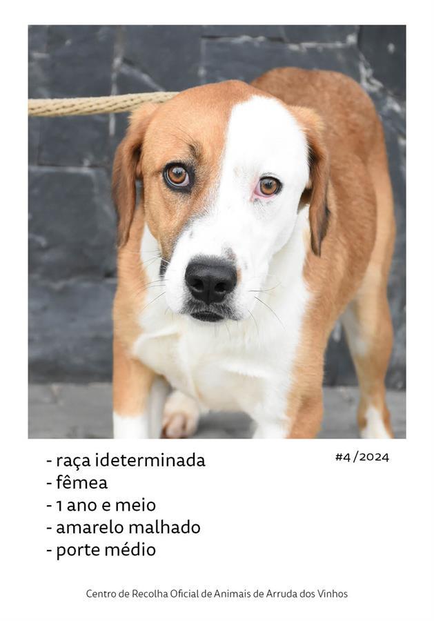 canideos_20244