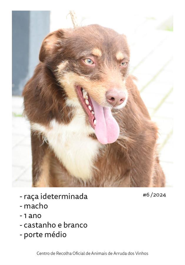 canideos_20246